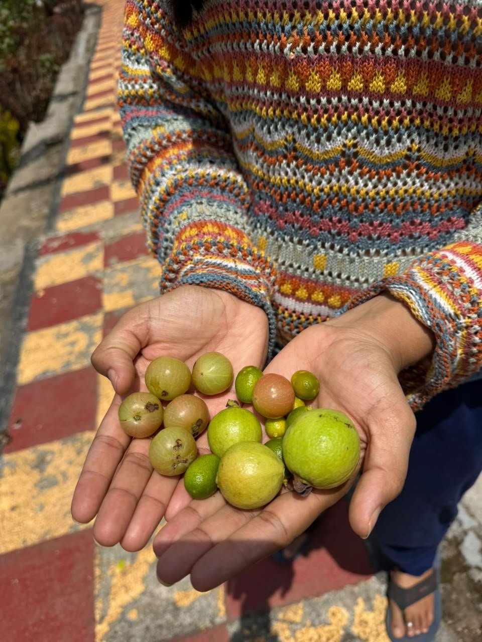 Fresh berries and fruits harvested from the estate